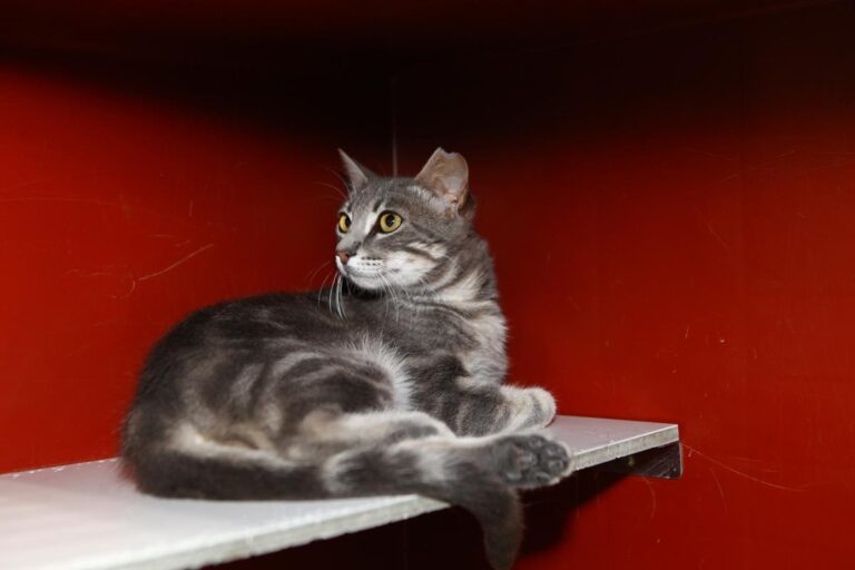 multimedia-foto64707-114-1