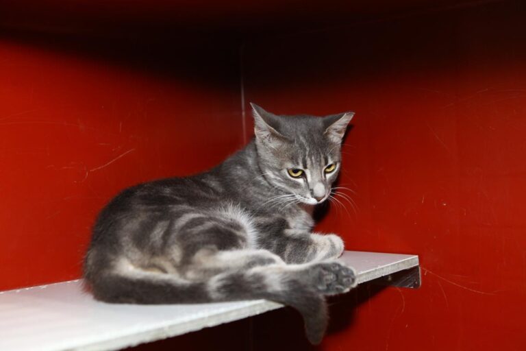 multimedia-foto64708-115-1