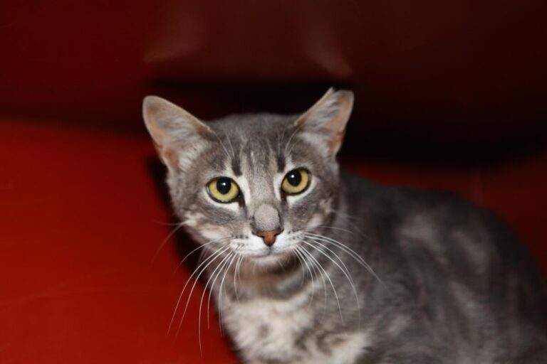 multimedia-foto64709-115-1