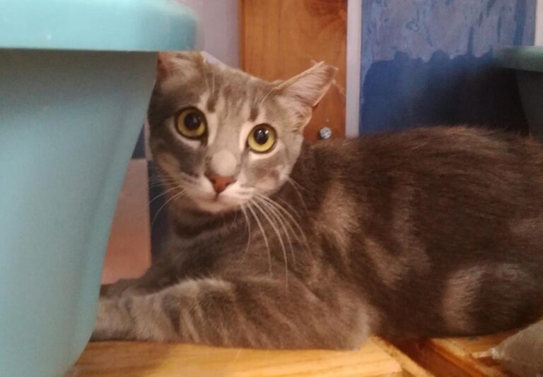 multimedia-foto64712-117-1