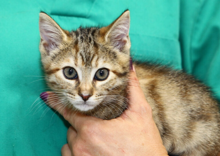 multimedia-foto64823-488-1