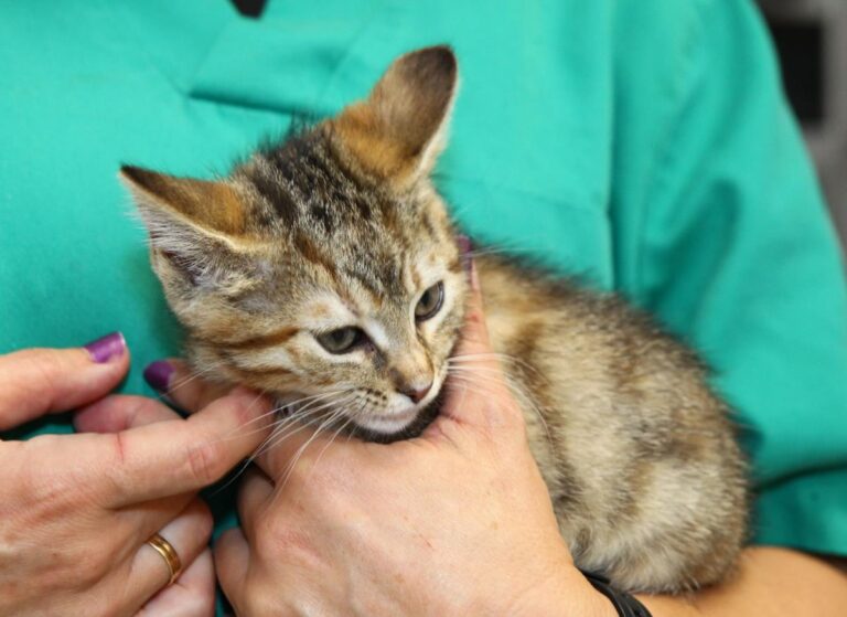 multimedia-foto64824-489-1