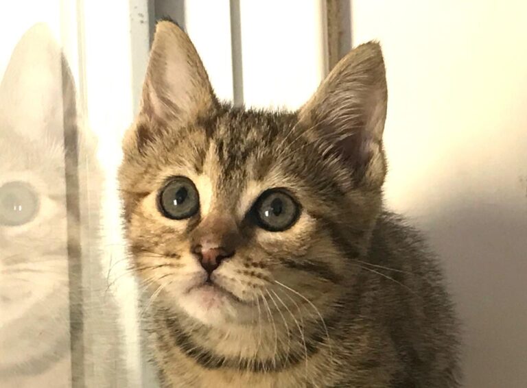 multimedia-foto64826-490-1