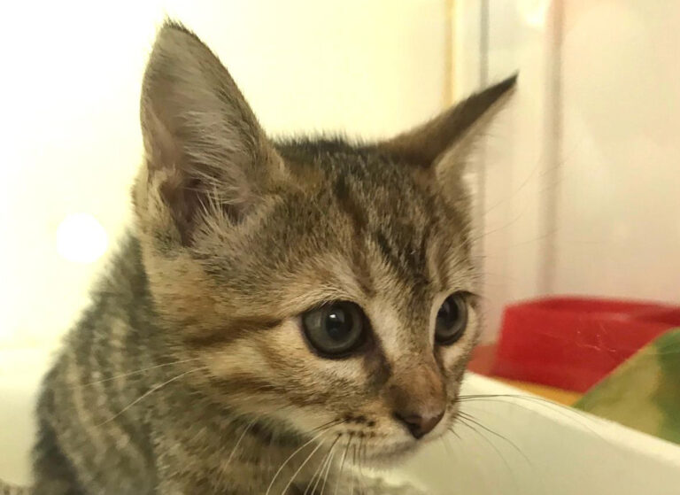 multimedia-foto64827-491-1