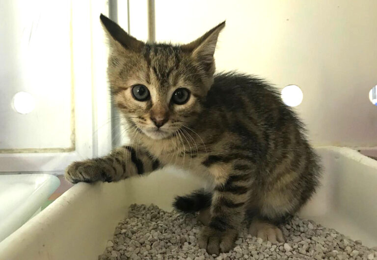 multimedia-foto64828-491-1