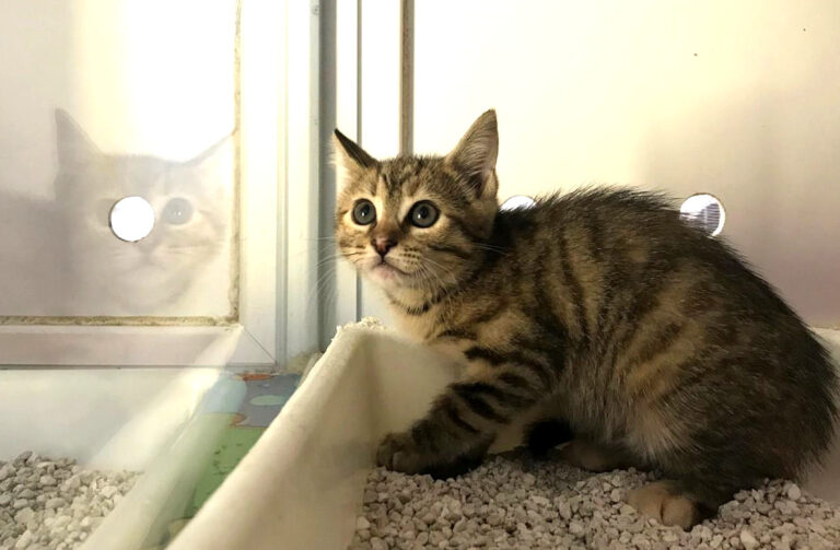 multimedia-foto64829-492-1