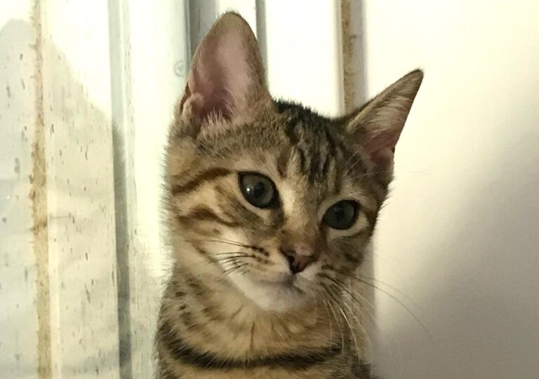 multimedia-foto64830-492-1