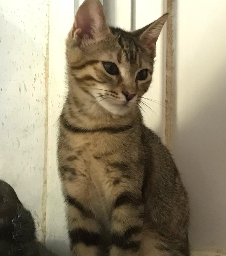 multimedia-foto64831-493-1