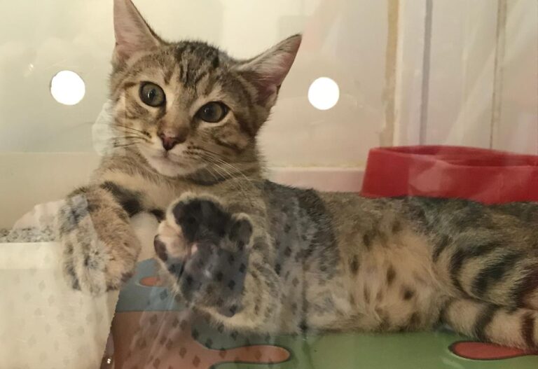 multimedia-foto64832-494-1