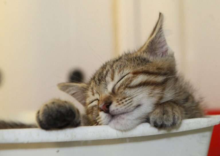 multimedia-foto64833-539-1