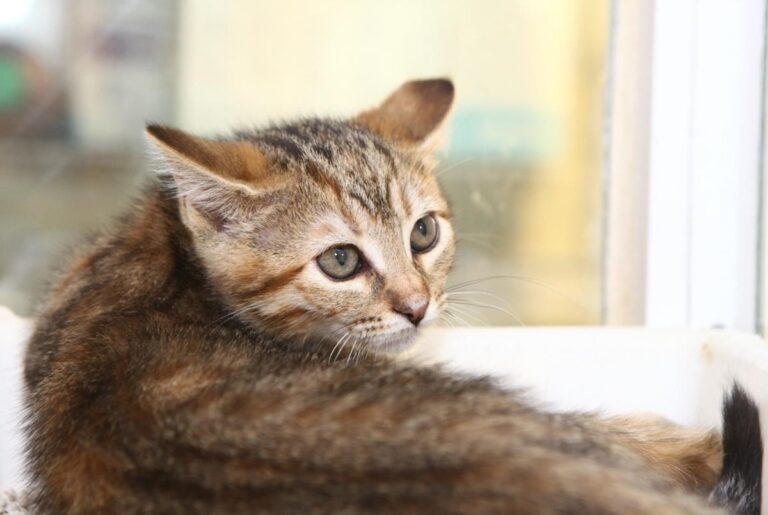 multimedia-foto64834-539-1