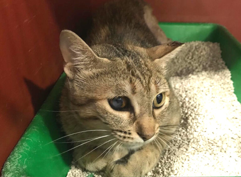 multimedia-foto64835-771-1