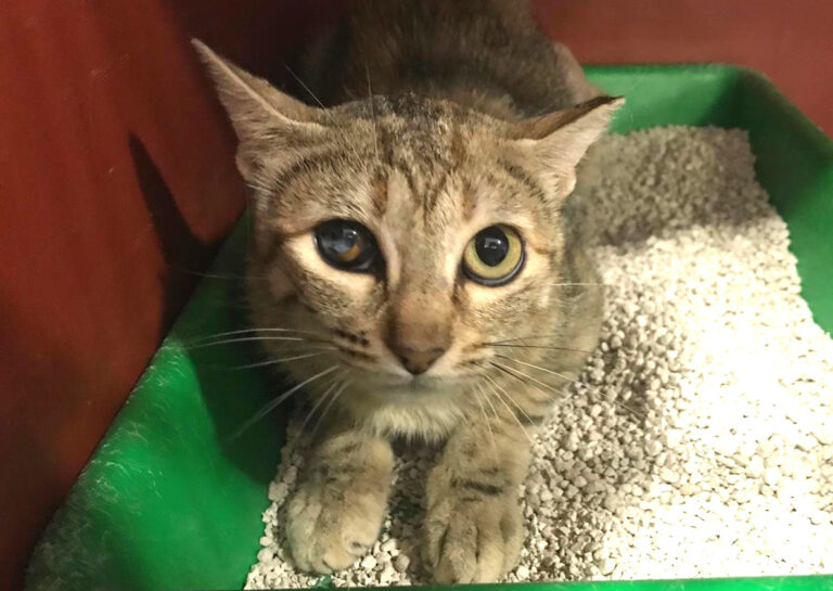 multimedia-foto64836-772-1