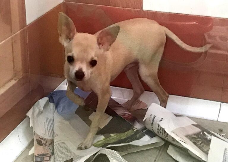 multimedia-foto64892-830-1