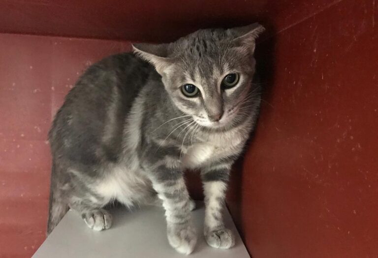 multimedia-foto64943-81-1