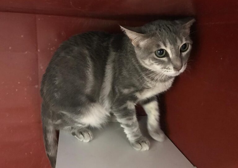 multimedia-foto64944-82-1