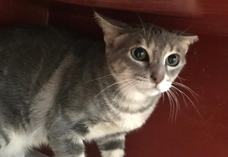 multimedia-foto64945-82-1