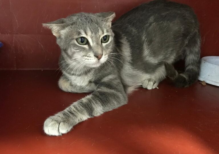 multimedia-foto64947-83-1