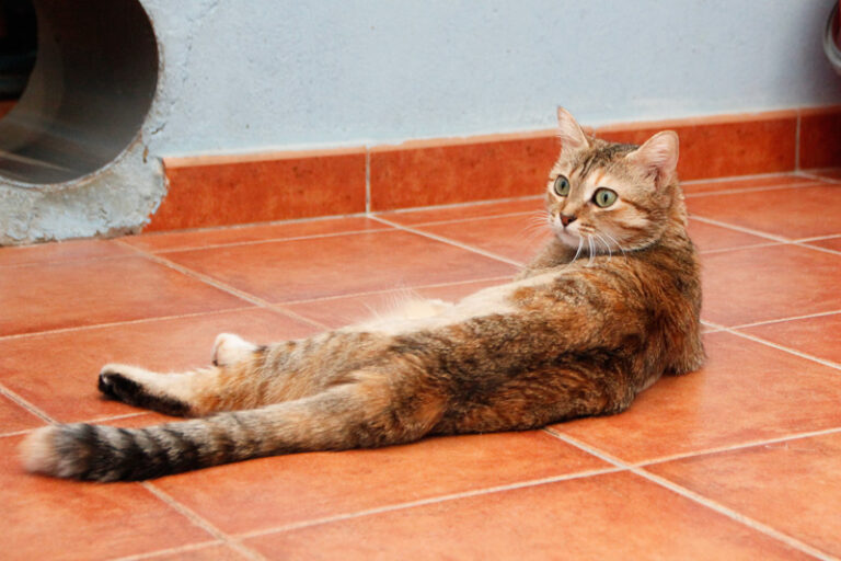 multimedia-foto64949-215-1