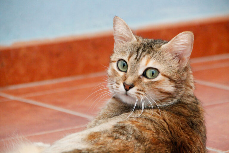 multimedia-foto64950-215-1