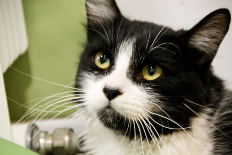 multimedia-foto64955-267-1