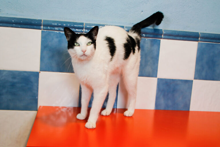 multimedia-foto64963-918-1