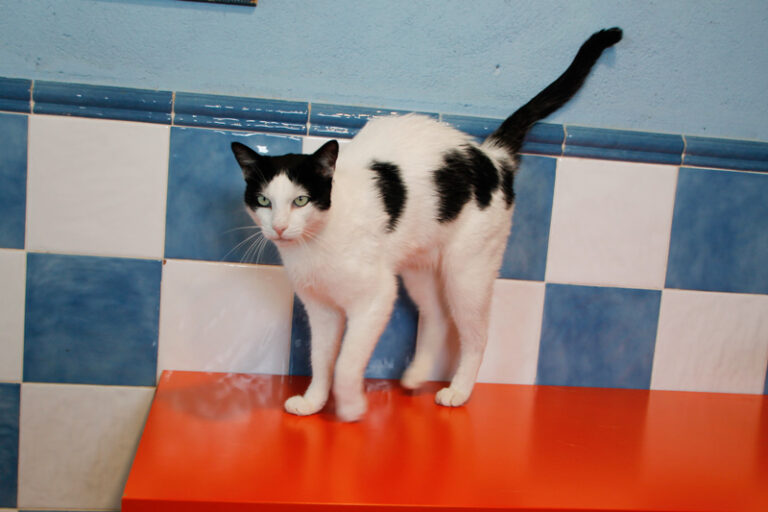 multimedia-foto64964-919-1