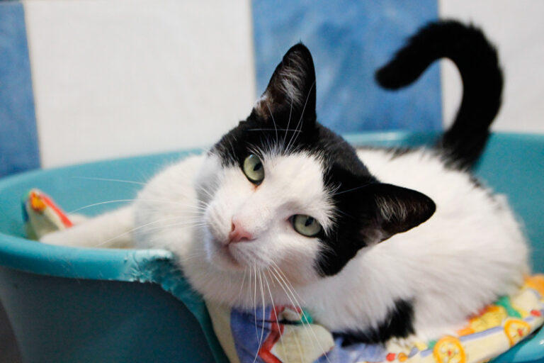 multimedia-foto64965-919-1