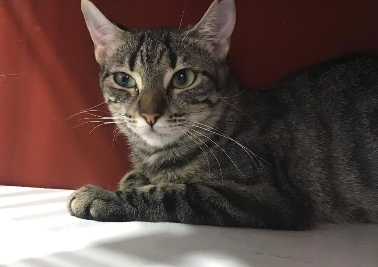 multimedia-foto64967-895-1