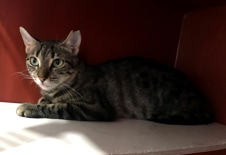 multimedia-foto64968-896-1