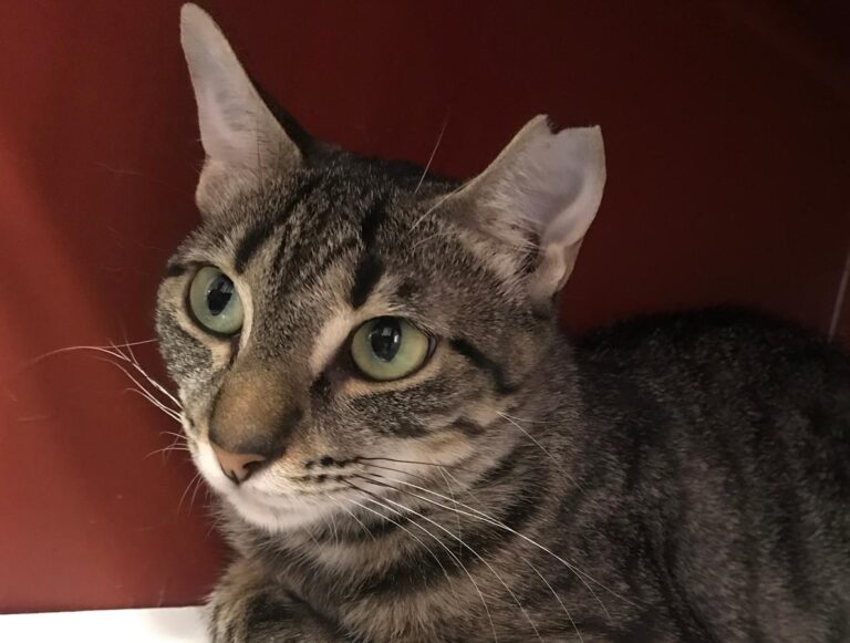 multimedia-foto64970-897-1