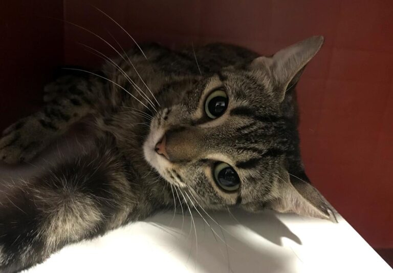 multimedia-foto64971-897-1