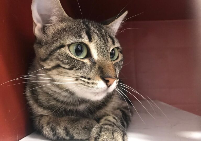 multimedia-foto64972-898-1