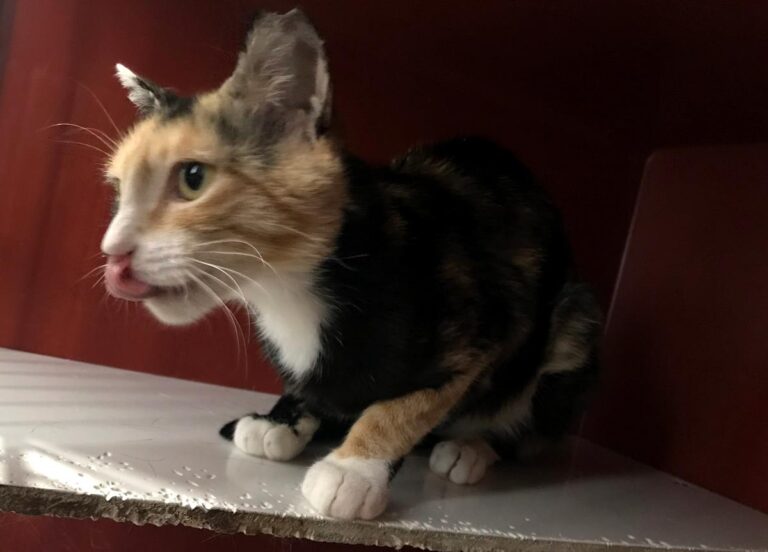 multimedia-foto64977-341-1