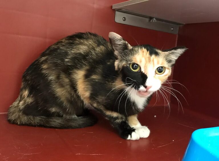 multimedia-foto64979-342-1