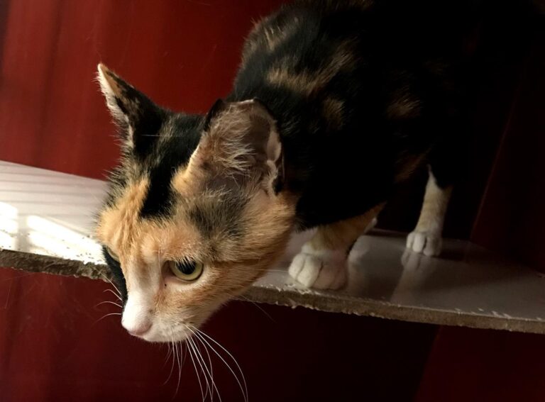 multimedia-foto64980-343-1