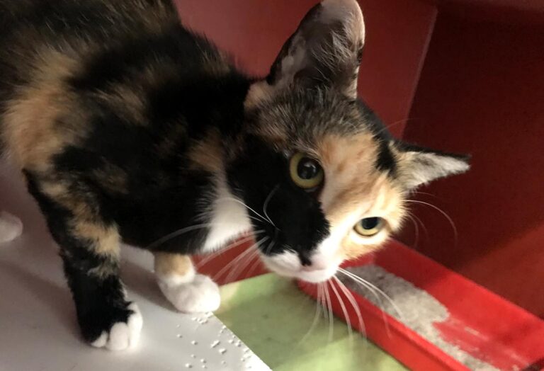 multimedia-foto64981-343-1