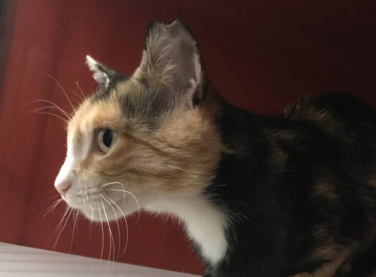 multimedia-foto64982-344-1