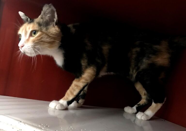 multimedia-foto64983-344-1