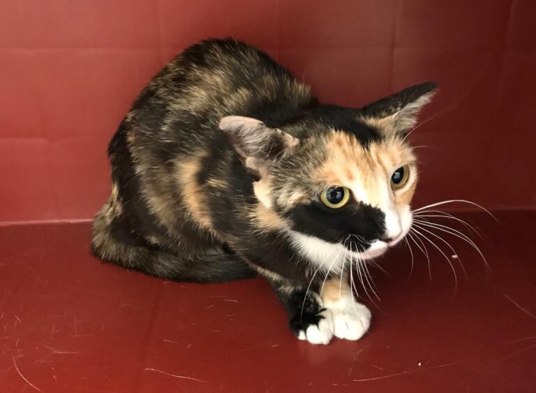 multimedia-foto64984-345-1