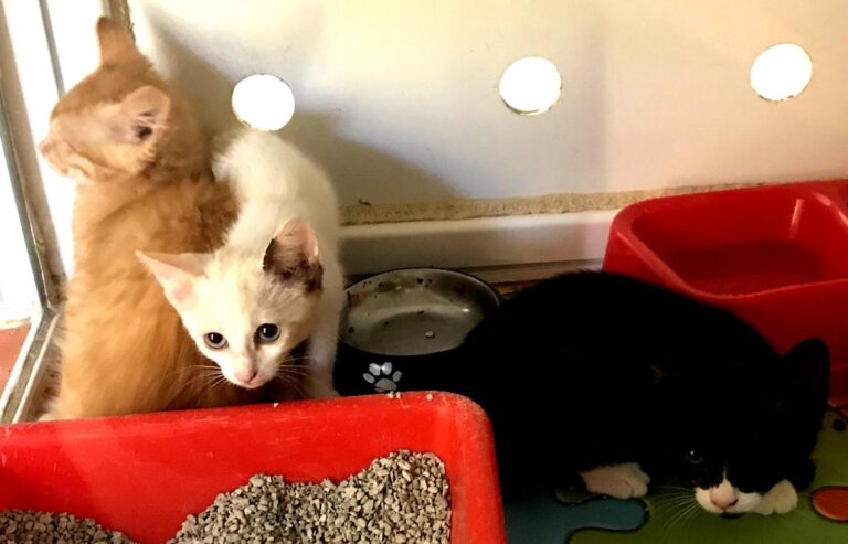 multimedia-foto64985-347-1