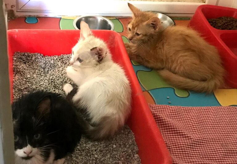 multimedia-foto64988-349-1