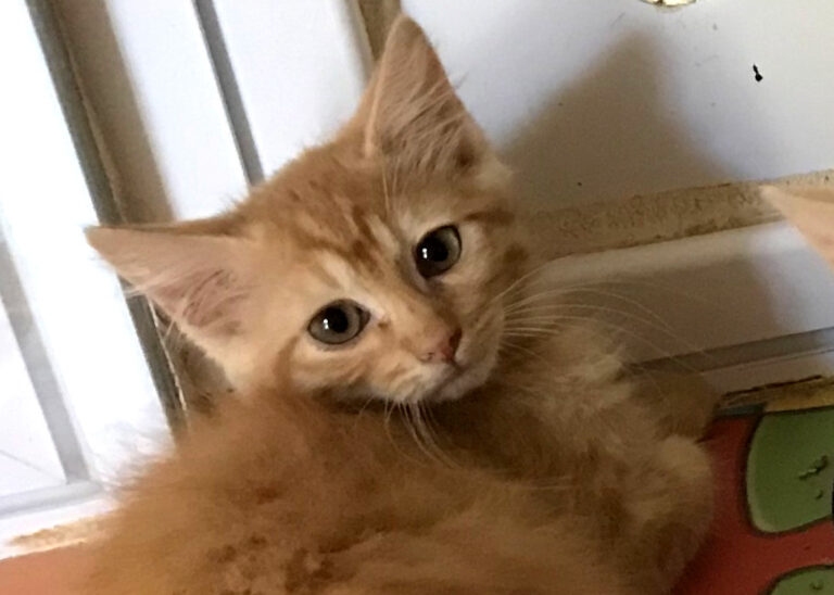 multimedia-foto64990-350-1