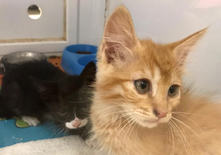 multimedia-foto64991-351-1