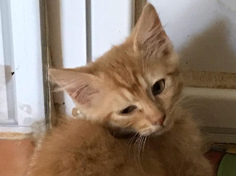 multimedia-foto64992-351-1