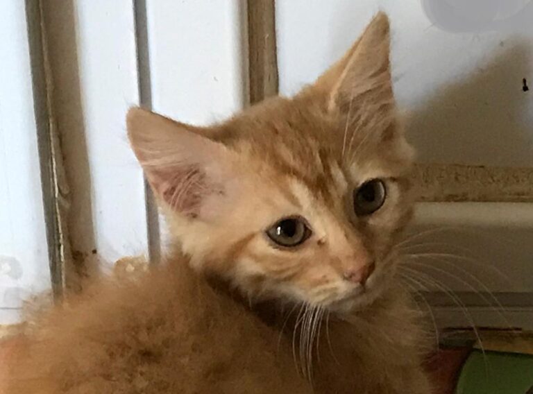 multimedia-foto64993-352-1