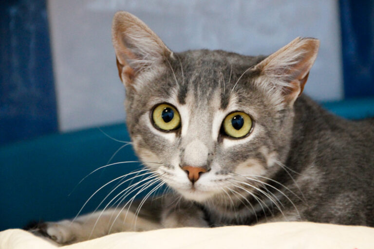 multimedia-foto65012-593-1