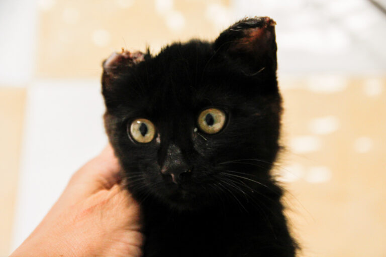 multimedia-foto65076-489-1