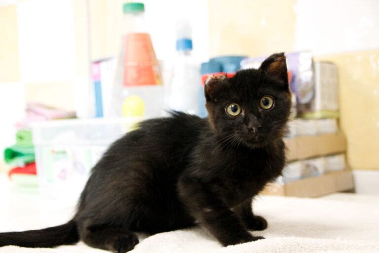 multimedia-foto65077-489-1