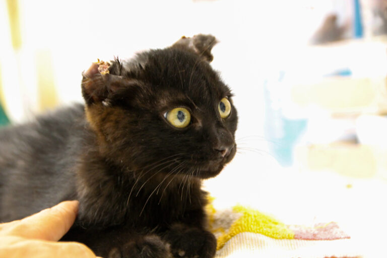 multimedia-foto65078-490-1